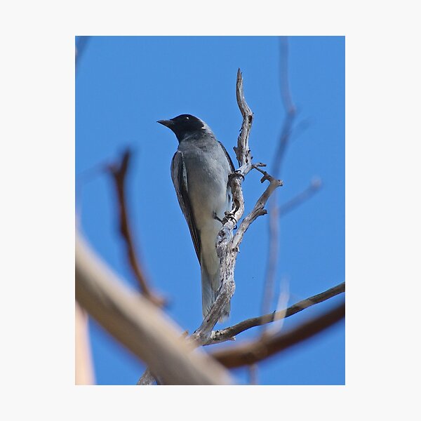 CUCKOOSHRIKE ~ Black-faced Cuckooshrike TAGMV6PP by David Irwin Photographic Print