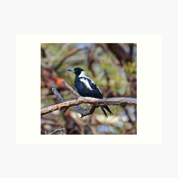 MAGPIE ~ Australian Magpie VWS5ZSLG by David Irwin Art Print