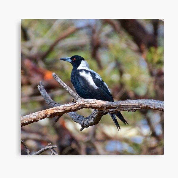 Magpie Canvas Print