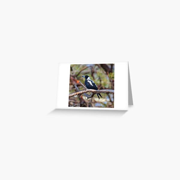 MAGPIE ~ Australian Magpie VWS5ZSLG by David Irwin Greeting Card