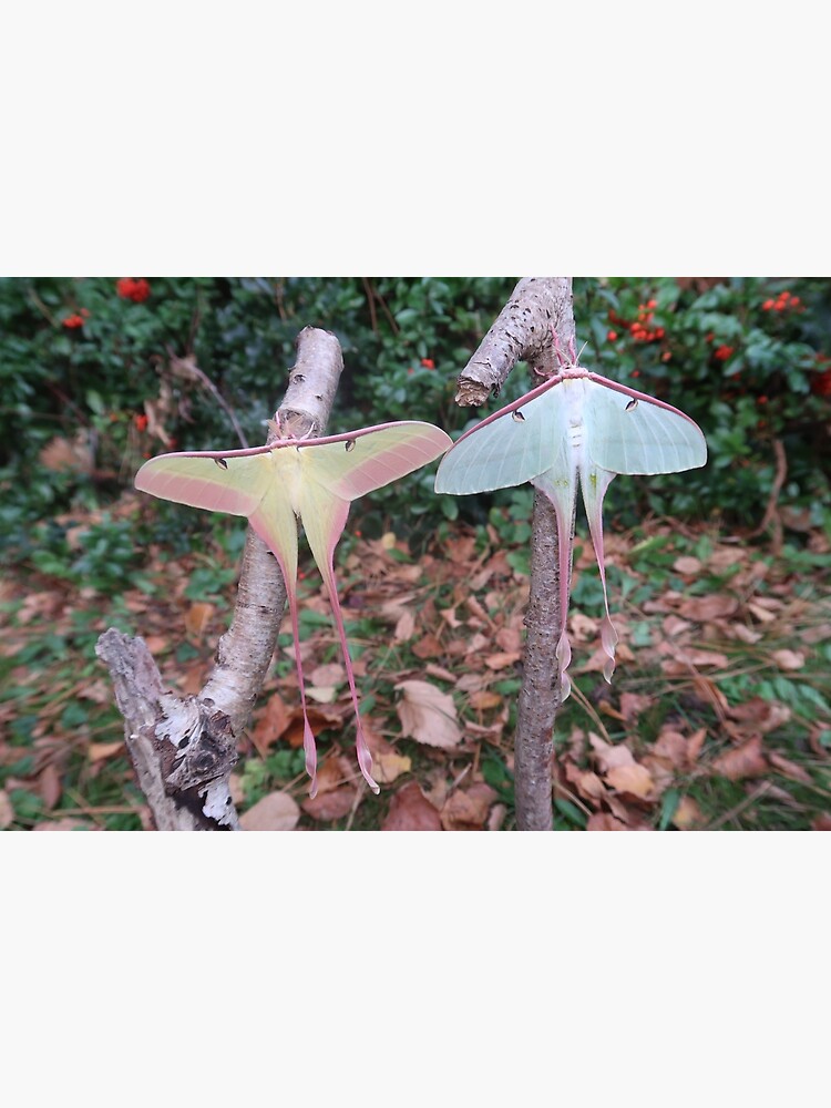 "Chinese Moon Moths Actias dubernardi" Poster for Sale by