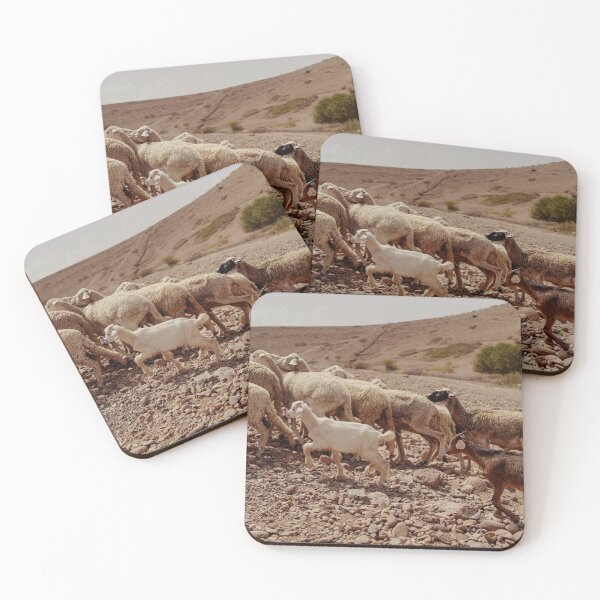 Item preview, Moroccan coutry side scene, white baby goat and sheeps designed and sold by Morocco Marrakech Photo Prints.