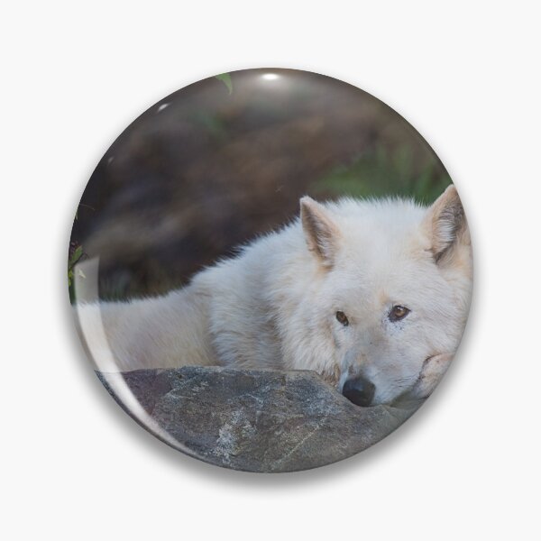 Artikelvorschau, USA. Washington DC, Nationaler Zoo. Arktischer Wolf. entworfen und verkauft von vadim19.
