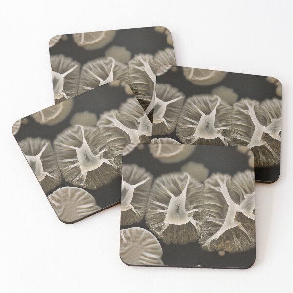 Item preview, Three of a kind Bacillus designed and sold by tasturm1.