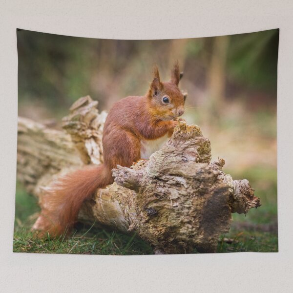 Item preview, Red Squirrel, Sciurus vulgaris designed and sold by heidipics.