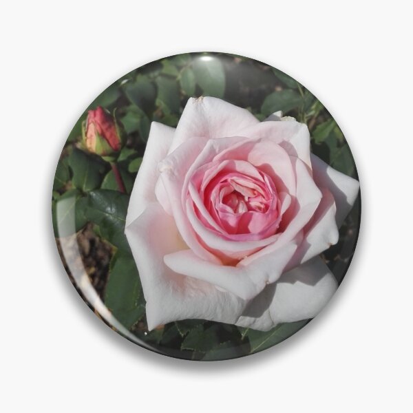 Item preview, Pink roses in Europa Rosarium rose garden designed and sold by wineandwords.