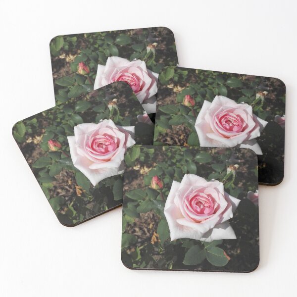 Item preview, Pink roses in Europa Rosarium rose garden designed and sold by wineandwords.