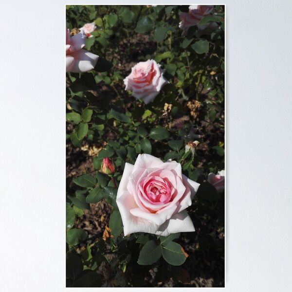 Artikelvorschau, Rosa Rosen im Rosengarten Europa Rosarium entworfen und verkauft von wineandwords.
