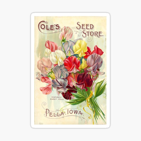 Sweet Peas - Cole's 1893 Vintage Seed Poster Sticker