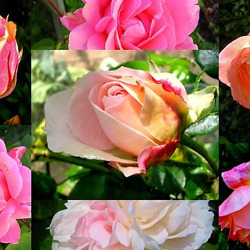 Artwork thumbnail, Birth Roses by lezvee