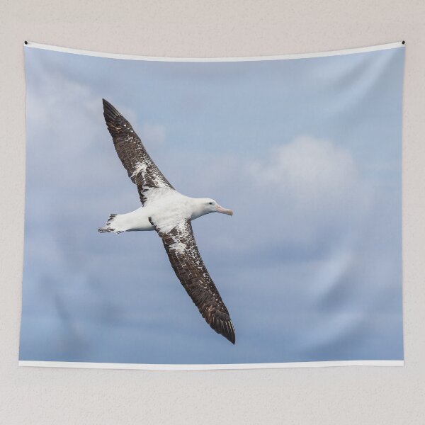 Item preview, Wandering Albatross designed and sold by iansmissenphoto.