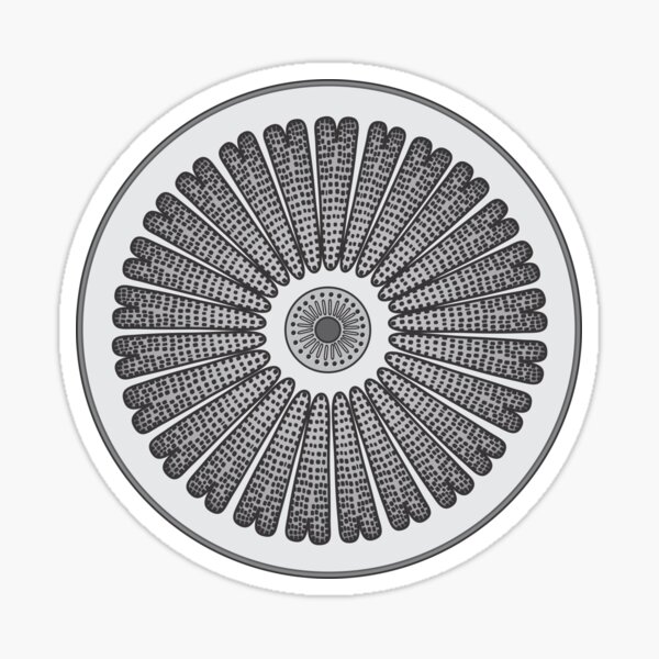 Diatom - Arachnodiscus - Artwork Sticker