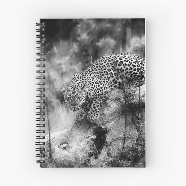 Artikelvorschau, Hwange Leopard entworfen und verkauft von Olwen Evans.