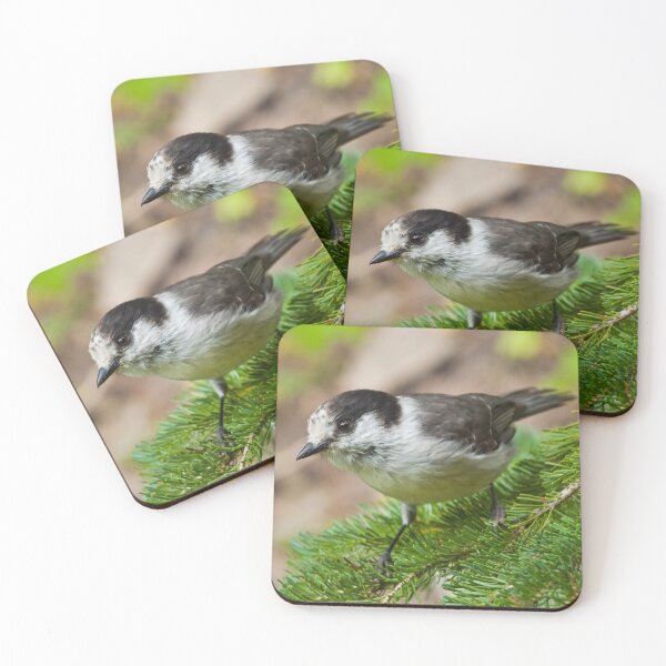 Item preview, Gray Jay on Fir Tree designed and sold by Jeff Goulden Photography.