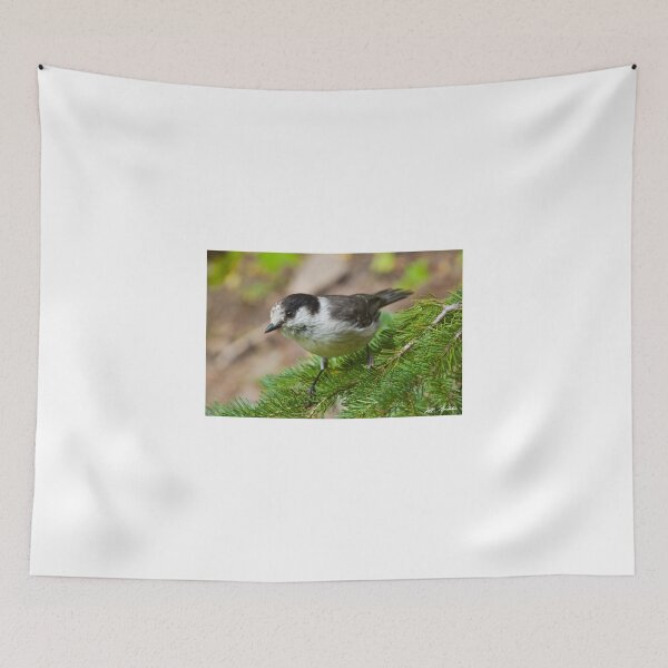 Item preview, Gray Jay on Fir Tree designed and sold by Jeff Goulden Photography.