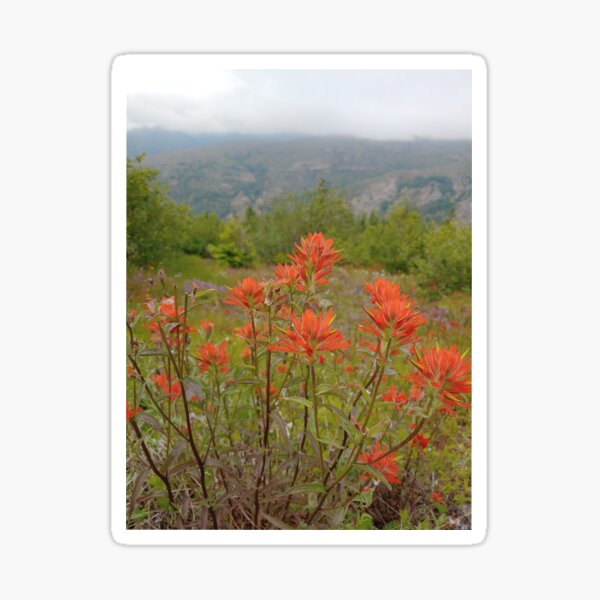 Red Wild Flowers on the Hillside in Washington Sticker