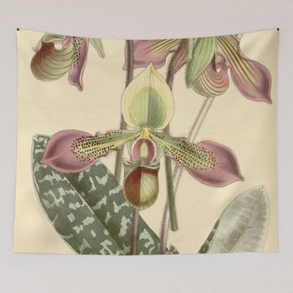 Item preview, Paphiopedilum hookerae (as Cypripedium hookerae) Curtis' 89 (Ser. 3 no. 19) pl. 5362 (1863) designed and sold by EsotericBotanic.