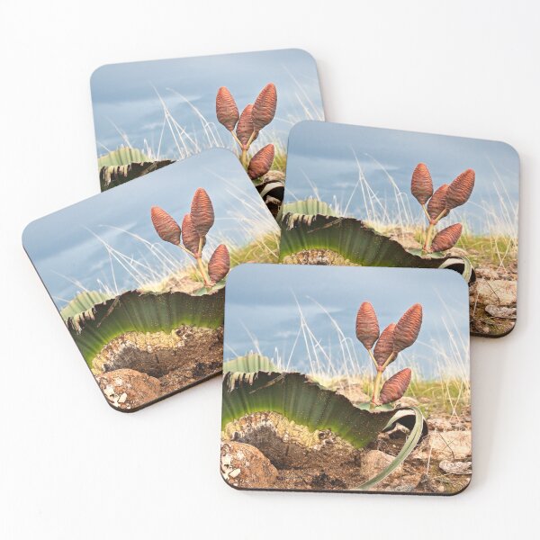 Item preview, Welwitschia mirabilis designed and sold by Olwen Evans.