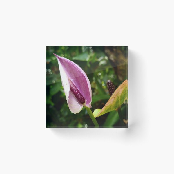 Purple Anthurium Bloom Acrylic Block