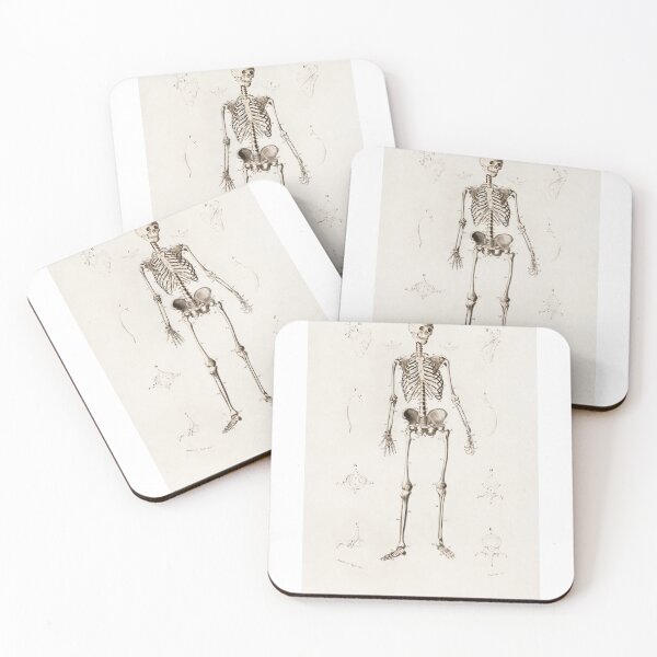 Item preview, Human Skeleton Anatomy Illustration designed and sold by SFTStudio.