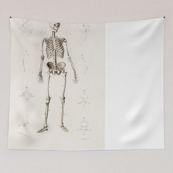 Item preview, Human Skeleton Anatomy Illustration designed and sold by SFTStudio.