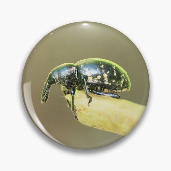 Item preview, Big butterbur weevil designed and sold by NW-Photo-Art.