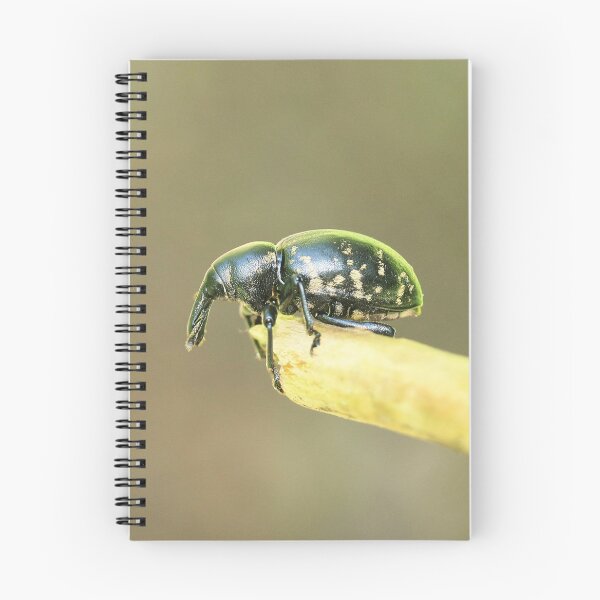 Item preview, Big butterbur weevil designed and sold by NW-Photo-Art.