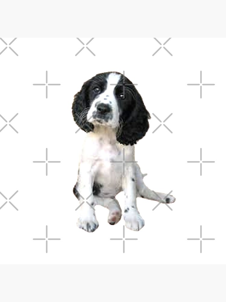 spaniel throw