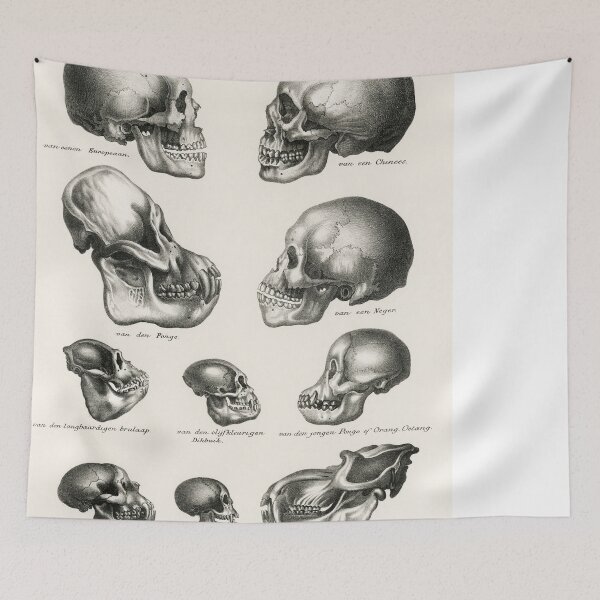 Item preview, Skulls Illustration - Human Evolution designed and sold by SFTStudio.
