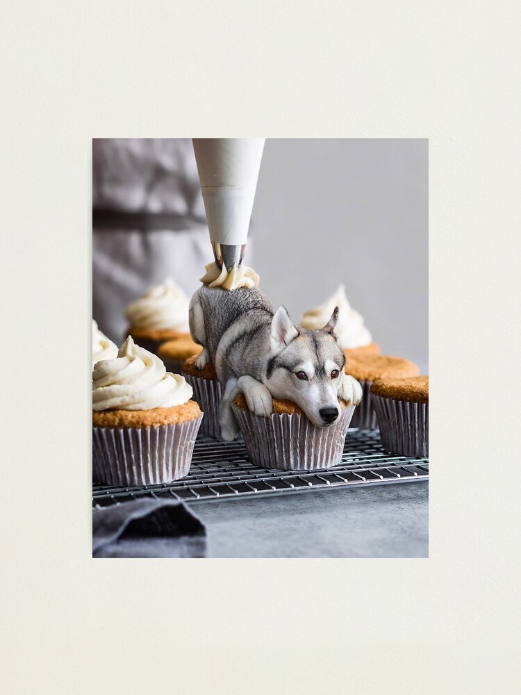 Husky cupcakes best sale