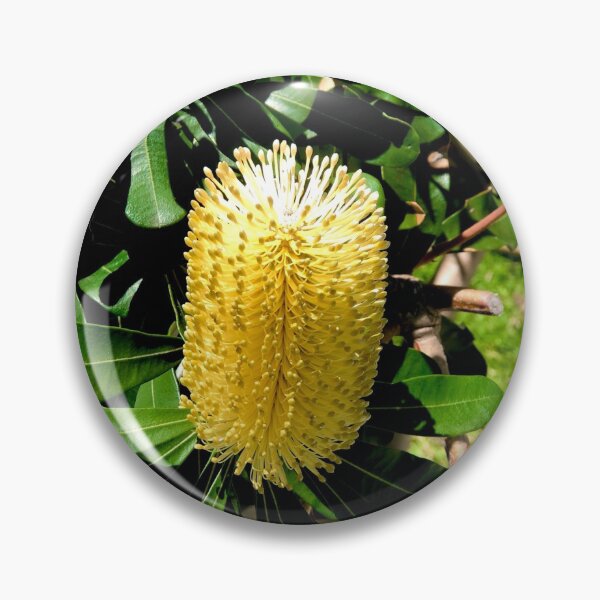 Item preview, Beaut Bottlebrush  designed and sold by KazM.