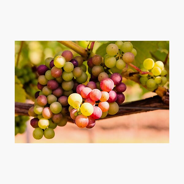 Item preview, Grapes designed and sold by JEZ22.