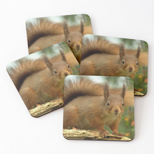 Item preview, Red Squirrel designed and sold by Macrae images.