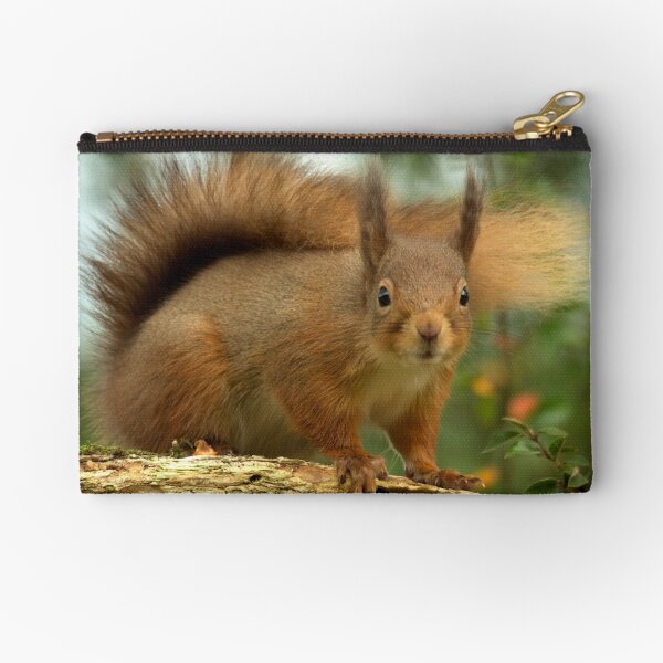 Item preview, Red Squirrel designed and sold by Macrae images.