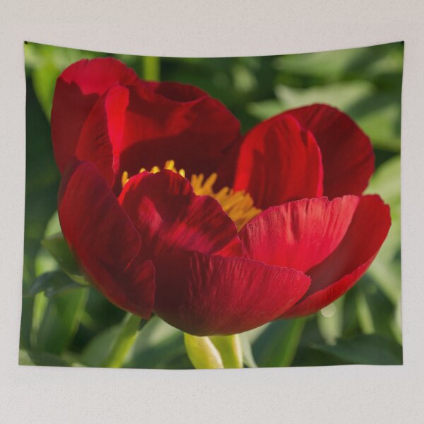 Item preview, Lipstick Red Beauty with a Golden Heart - One Very Showy Peony Bloom designed and sold by Georgia Mizuleva.