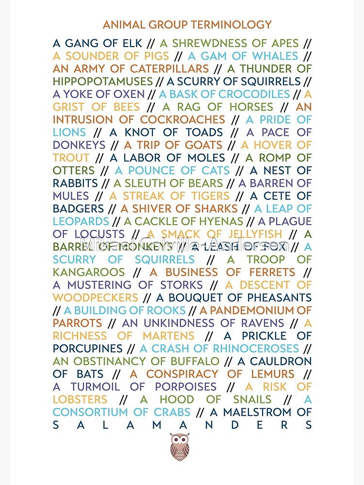 Disover Animal Group Terminology - Coloured Text Edition Premium Matte Vertical Poster
