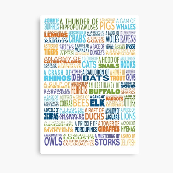 Animal Group Terminology - Funky Font Edition - Text Only Canvas Print