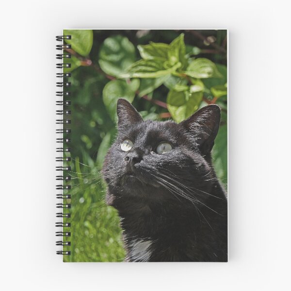 Item preview, r 2531/  8  Chat-Cat  " Le Tictac " Attentif "  finition 2020 par Okaio Créations - Olavia&Olao  designed and sold by o.okaïo.
