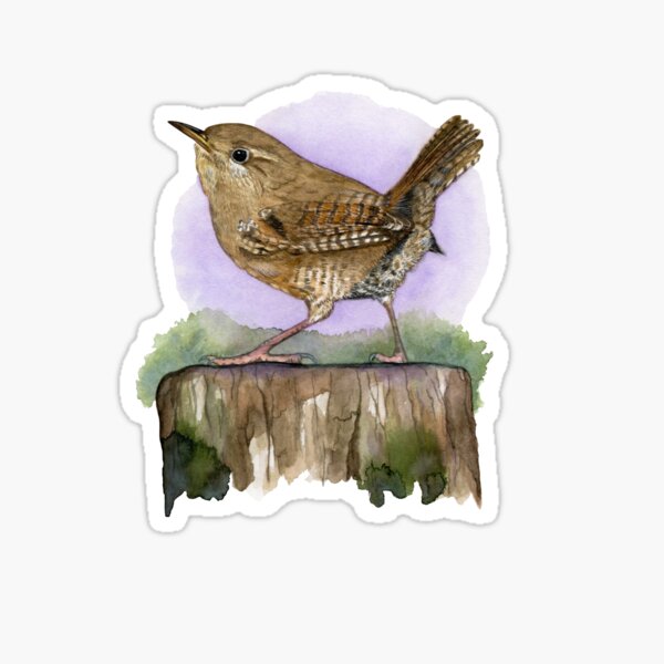 The wren Sticker
