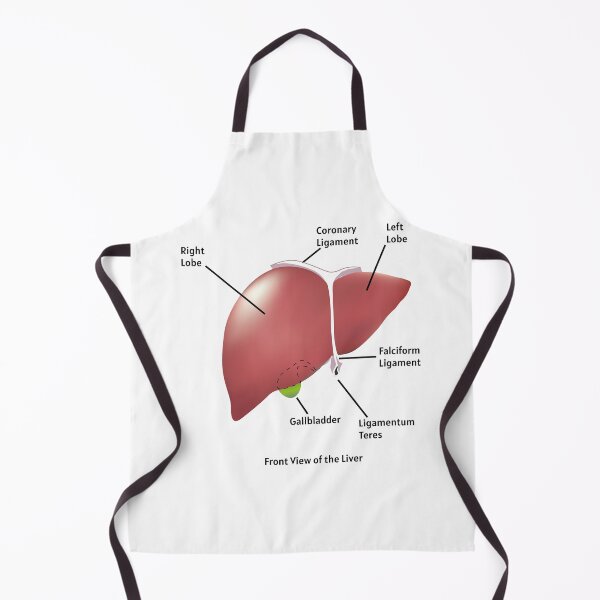 Item preview, Front View of the Liver | human liver anatomy poster | educational biology poster designed and sold by KARTICK DUTTA.