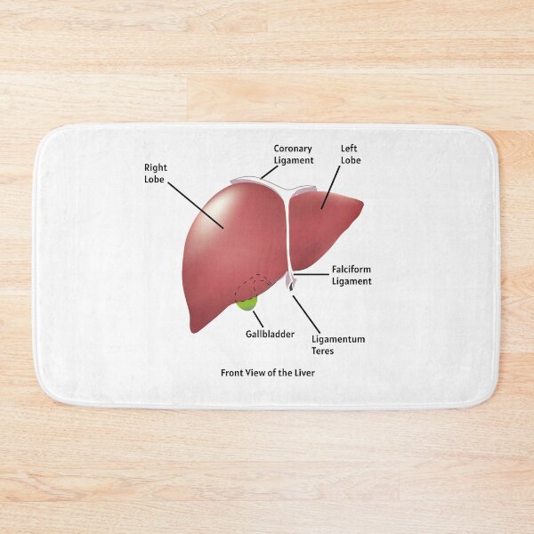 Item preview, Front View of the Liver | human liver anatomy poster | educational biology poster   designed and sold by KARTICK DUTTA.
