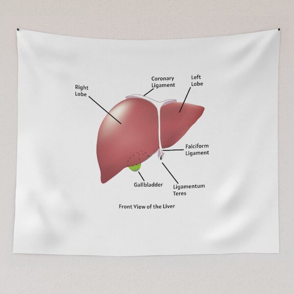 Item preview, Front View of the Liver | human liver anatomy poster | educational biology poster   designed and sold by KARTICK DUTTA.