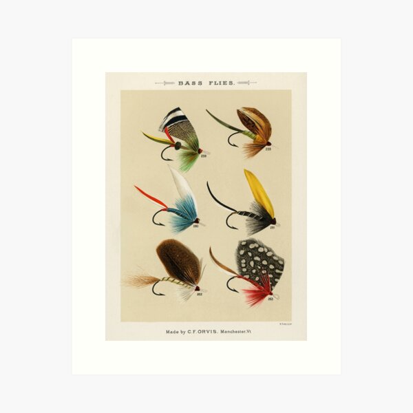 Vintage Fly Fishing Print - Trout Flies Art Print for Sale by