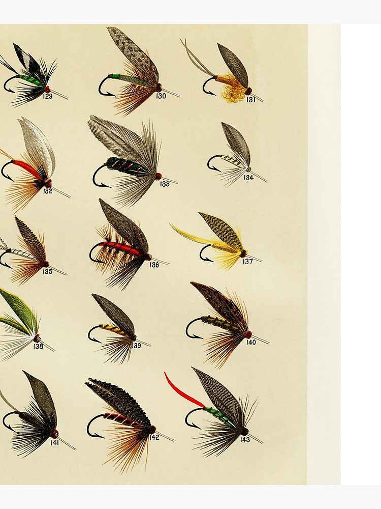 Vintage Fly Fishing Print - Trout Flies Mounted Print for Sale by