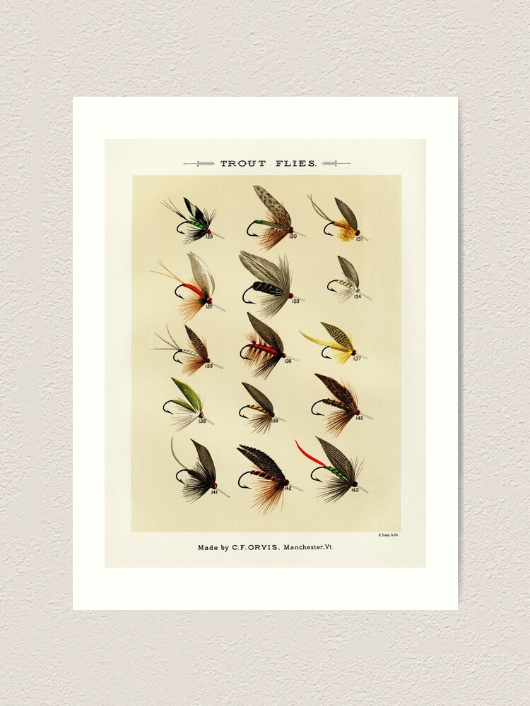 Vintage Print Trout Fishing Flies Art Illustration by AgedPage