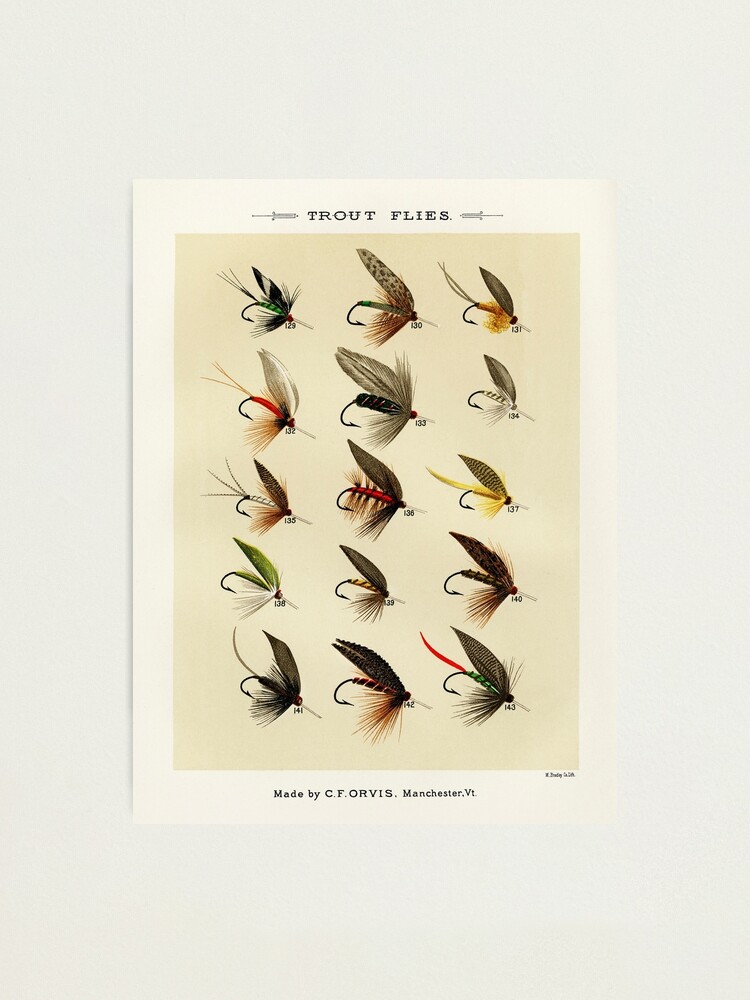 Vintage Fly Fishing Print - Trout Flies Photographic Print for