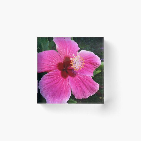 The Pretty in Pink Hibiscus Flower Acrylic Block