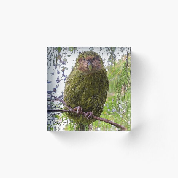 Kakapo Portrait Acrylic Block