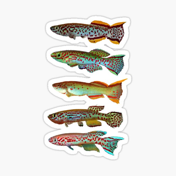 Gardeneri subspecies Sticker