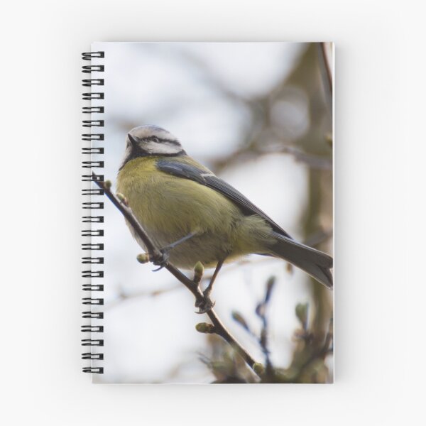 Item preview, Blue Tit designed and sold by Robert Carr.